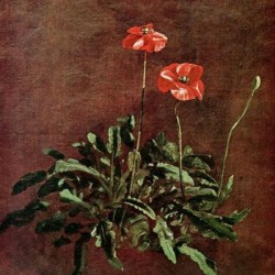 Study for Poppies